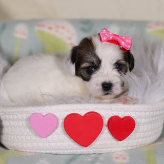 March - Available 3/12