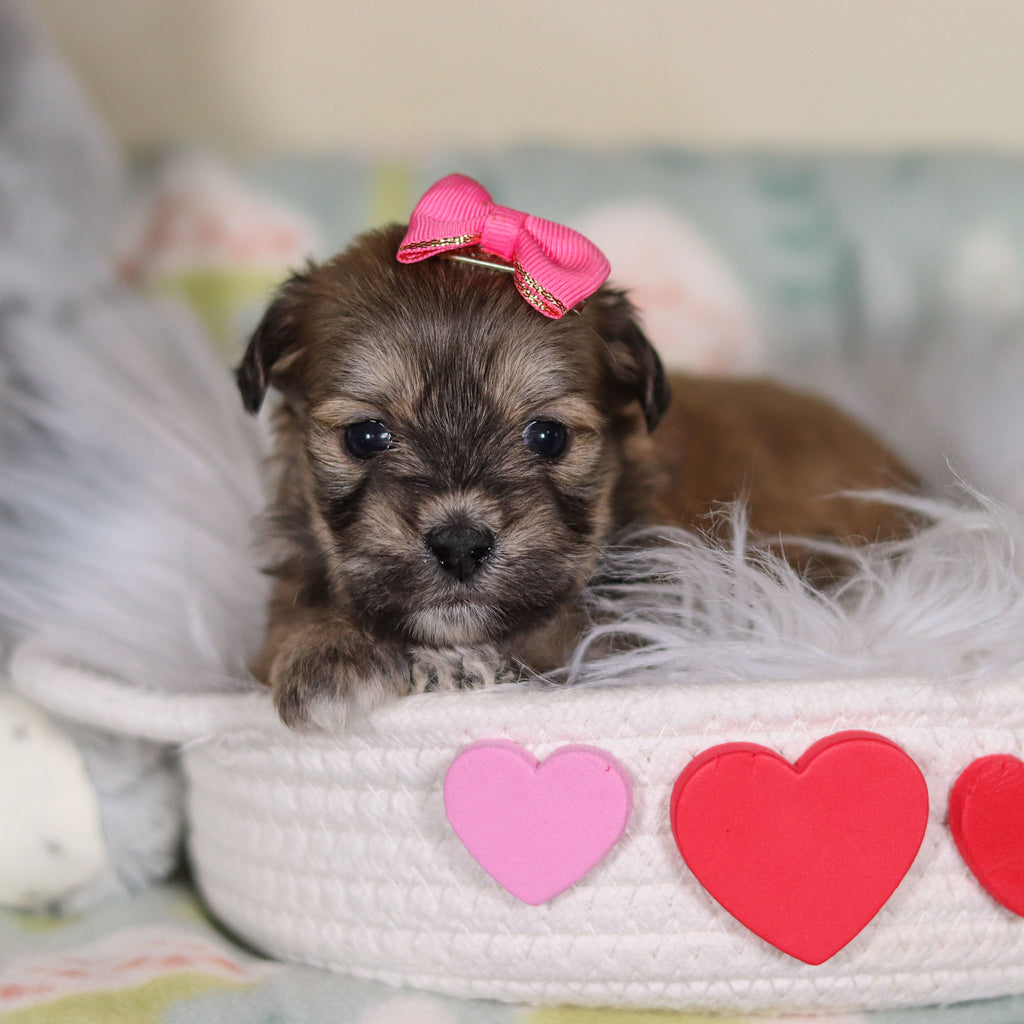 Maya - Available 3/12