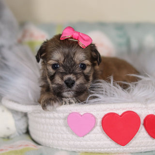 Maya - Available 3/12