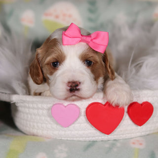 Betty - Available Now