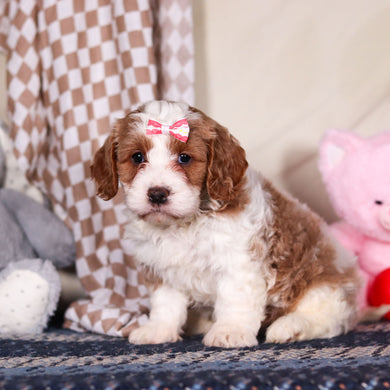 Betty - Available Now