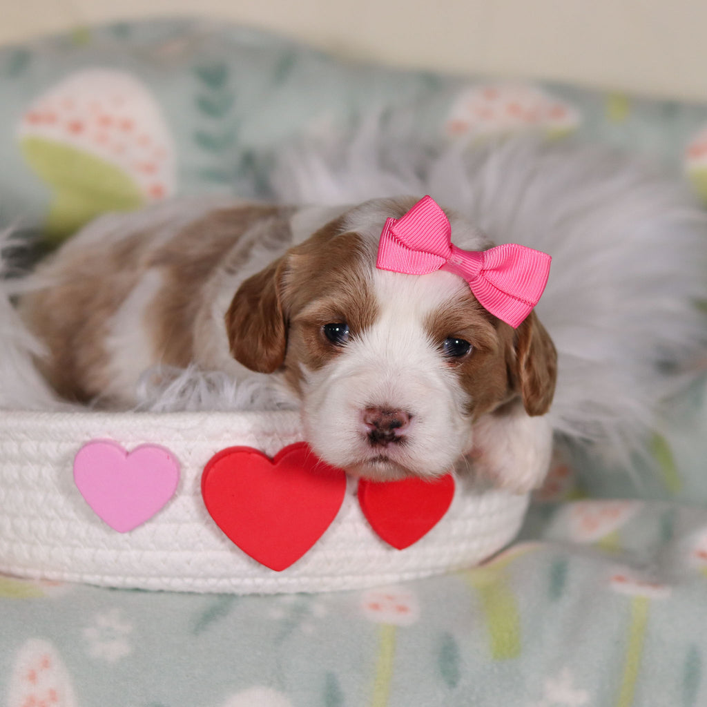 Betty - Available Now