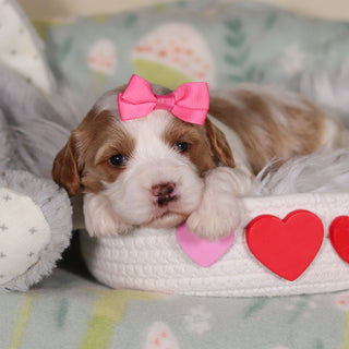 Betty - Available 3/19