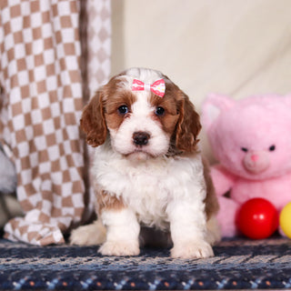 Betty - Available Now