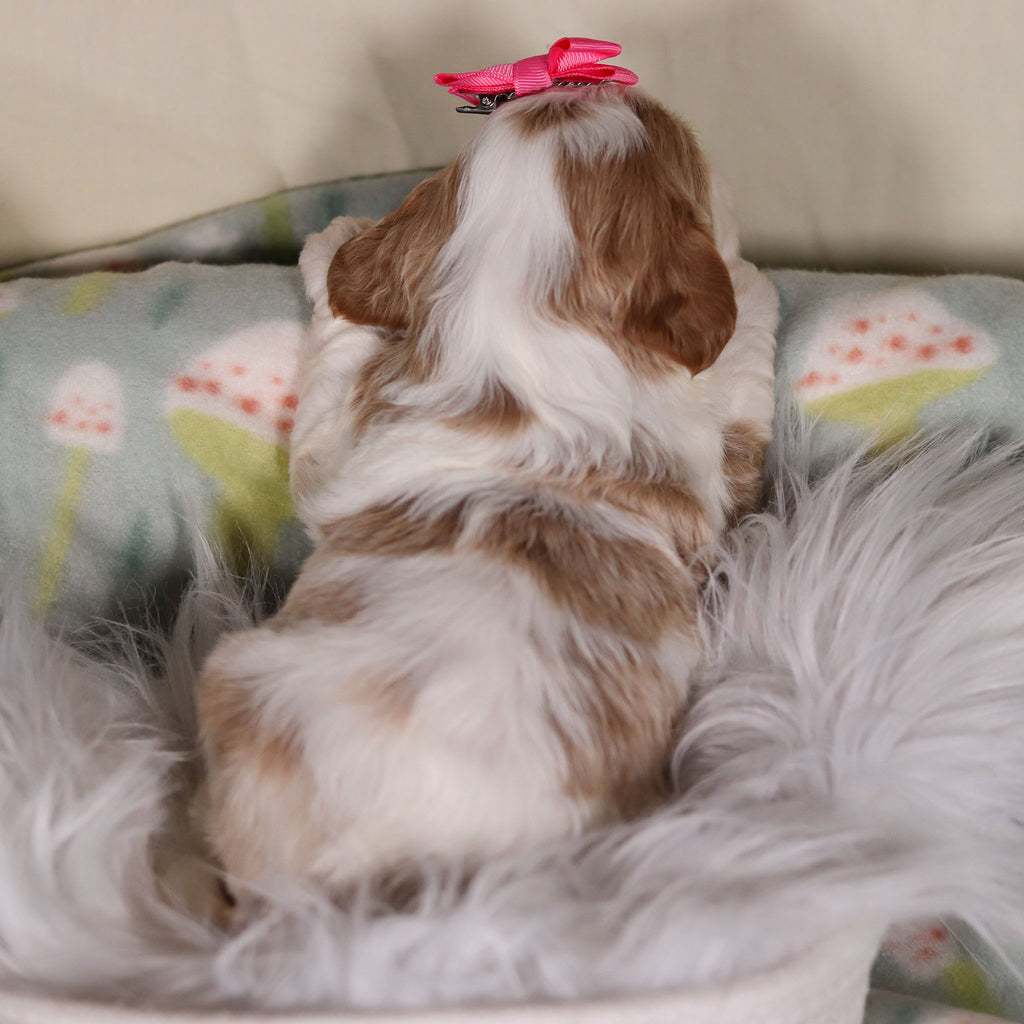 Betty - Available Now