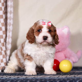 Betty - Available Now