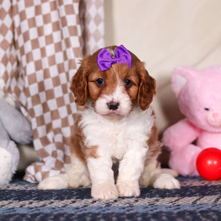 Breezy - Available 3/19