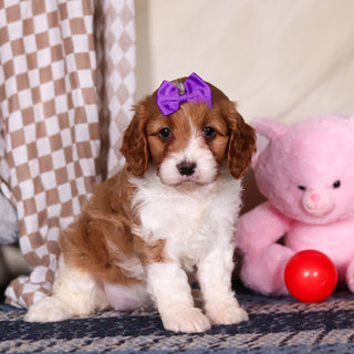 Breezy - Available 3/19