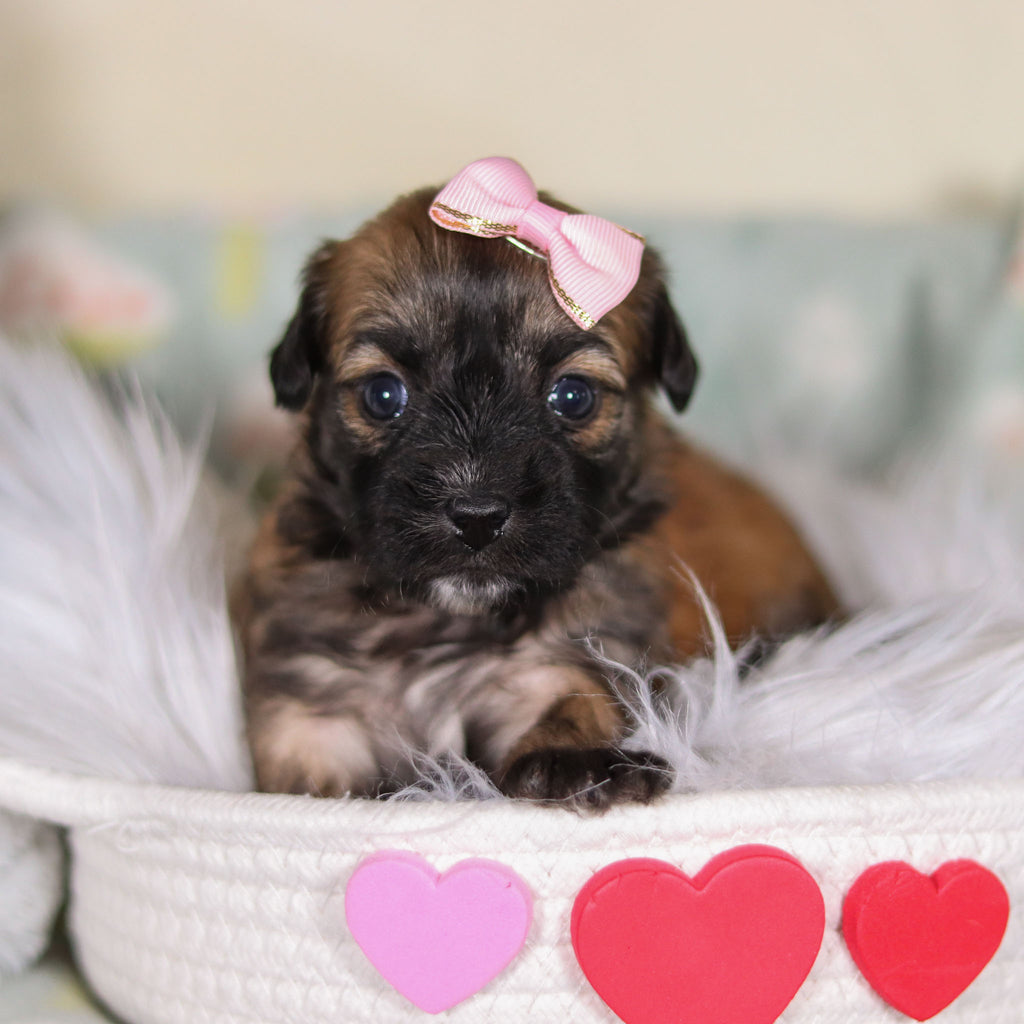 Clover - Available 3/12