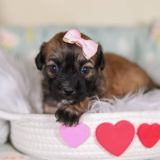 Clover - Available 3/12