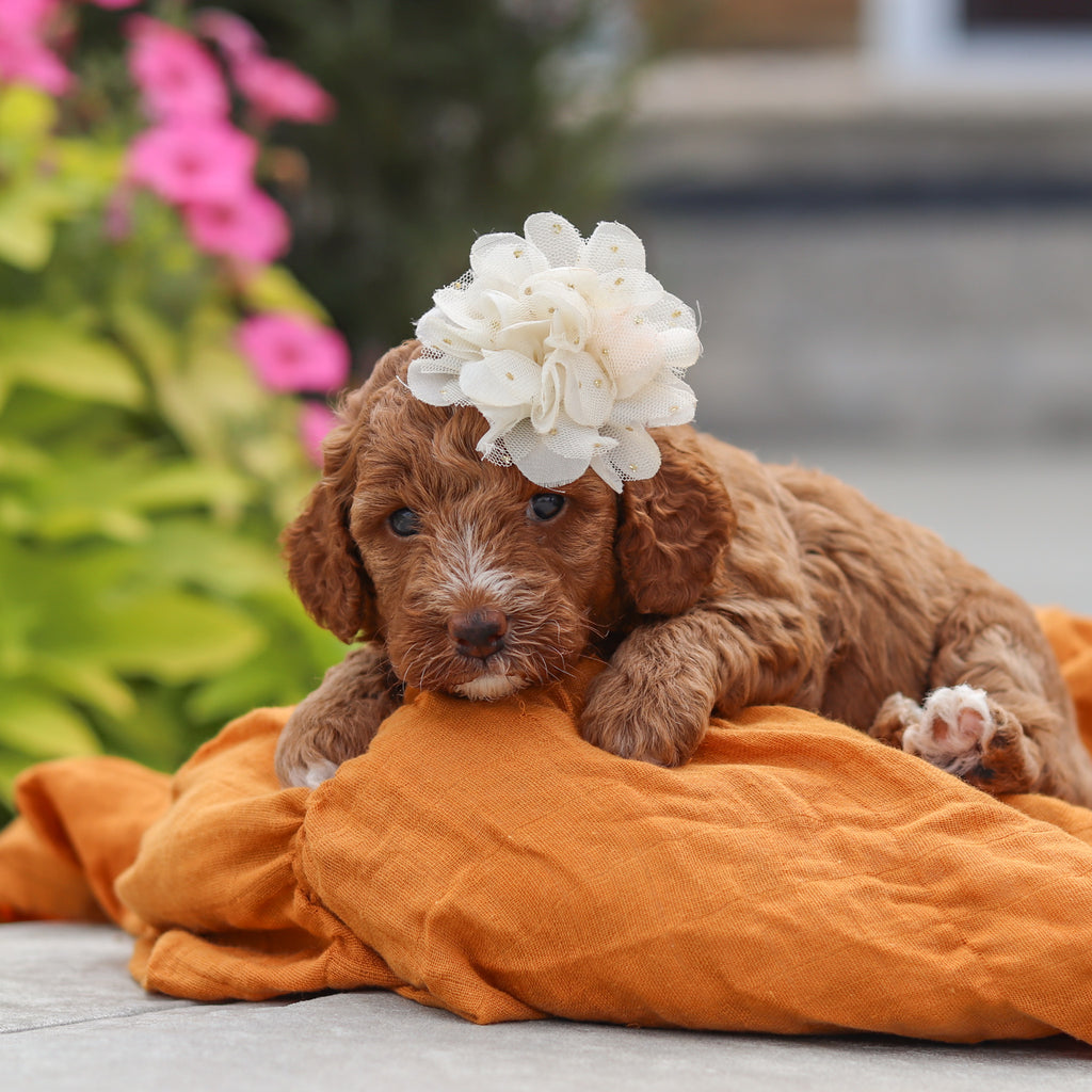 Vicky - Available 10/8