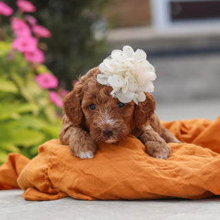 Vicky - Available 10/8