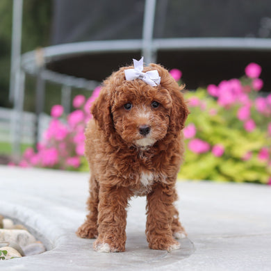 Vicky - Available 10/8
