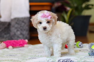 Wendy - Available Now