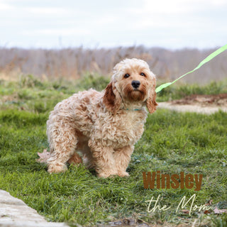 Asia - Available 1/21