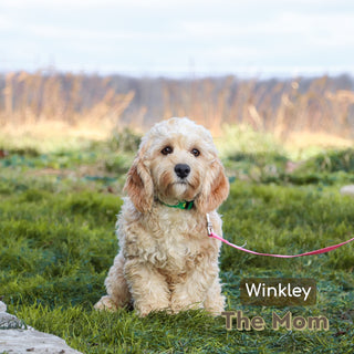 Quaker - Available 1/15