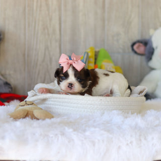 Tawny - Available 12/3