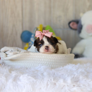 Tawny - Available 12/3