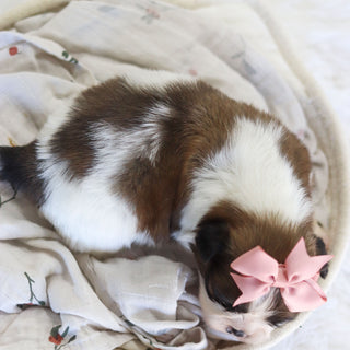 Tawny - Available 12/3