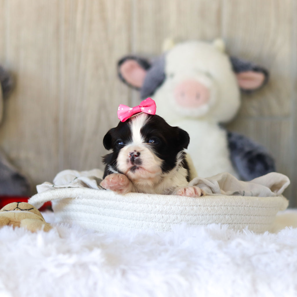 Toffee - Available 12/3