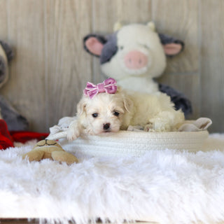 Tara - Available 11/25