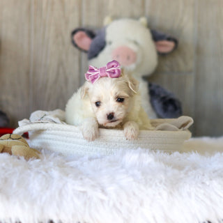 Tara - Available 11/25