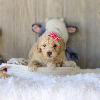 Missy - Available 11/25