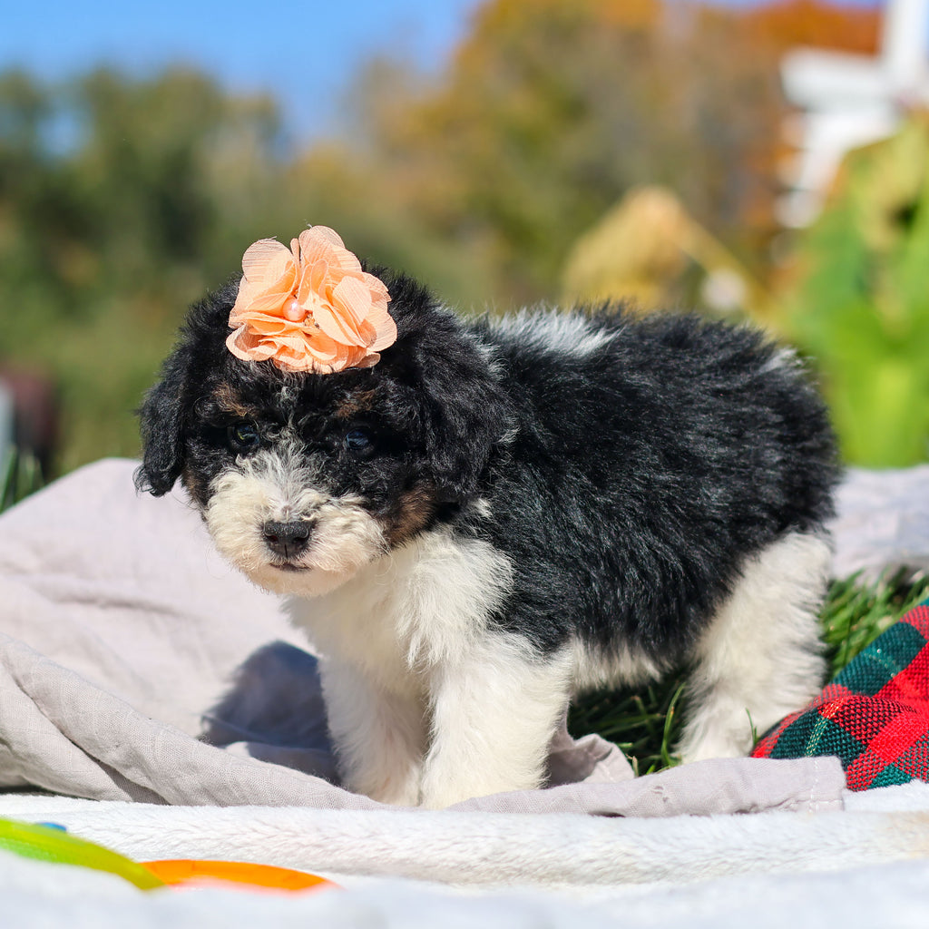 Annie - Available 10/29