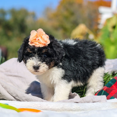 Annie - Available 10/29