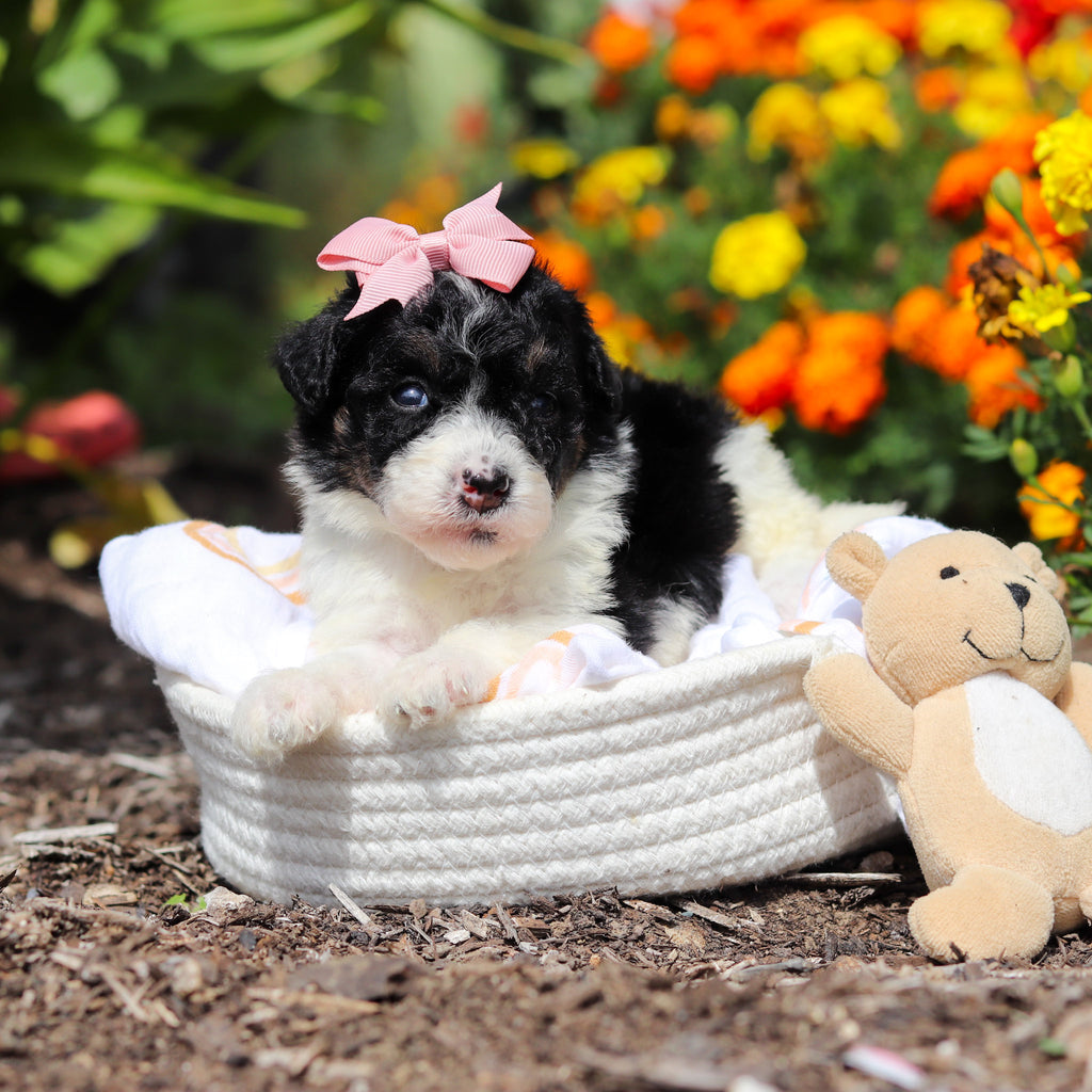 Annie - Available 10/29