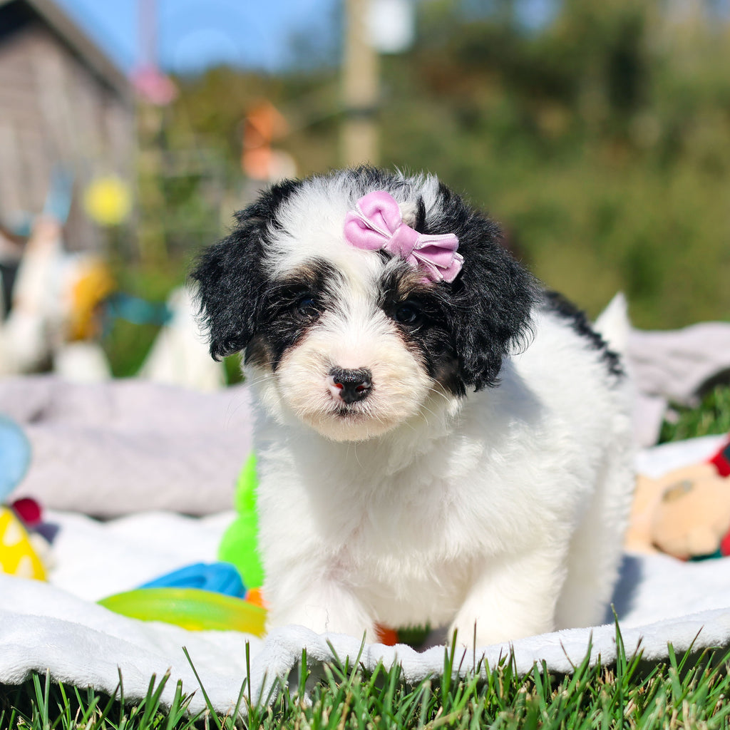 Alice - Available 10/29