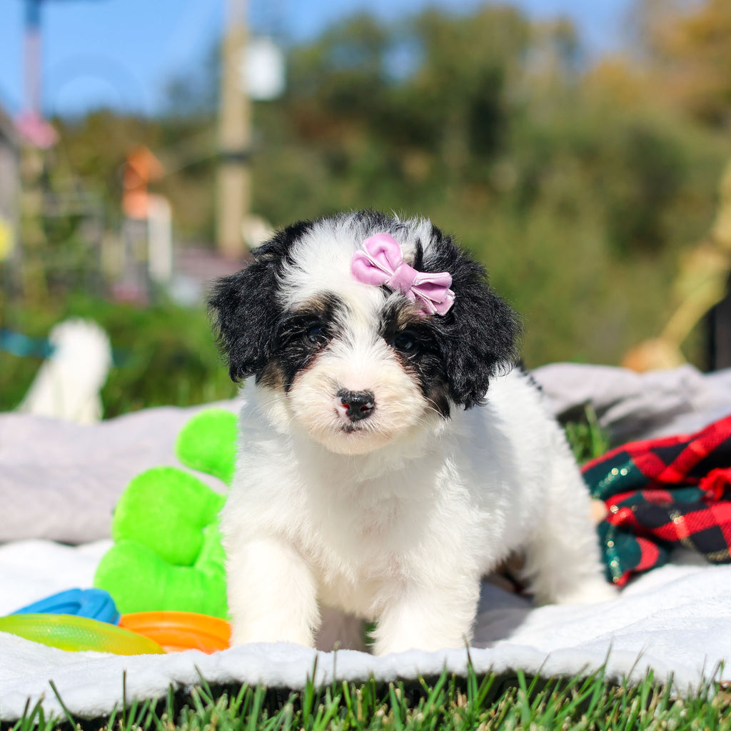 Alice - Available 10/29