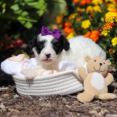 Alice - Available 10/29