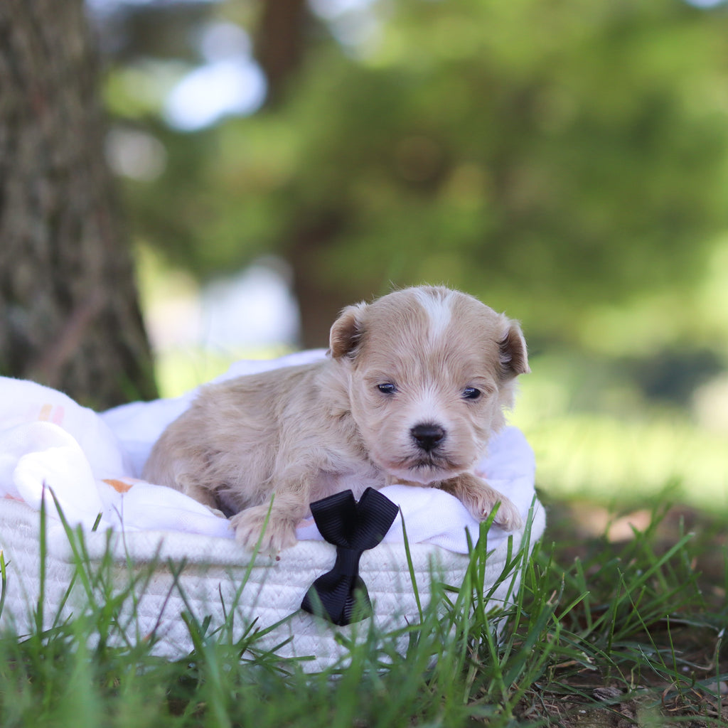 Lionel - Available 10/1