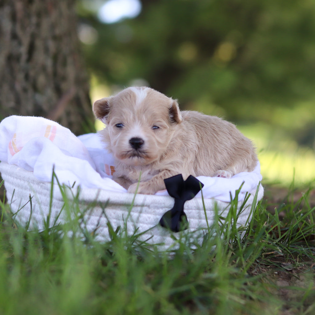 Lionel - Available 10/1