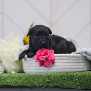 Renny - Available 11/12