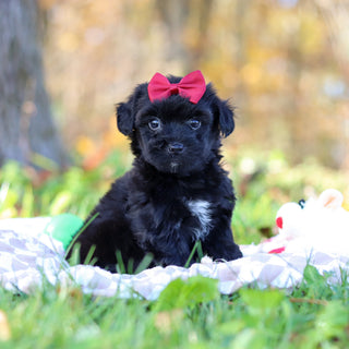 Renny - Available 11/12
