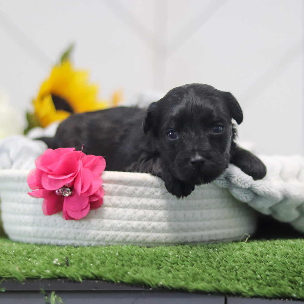 Renny - Available 11/12