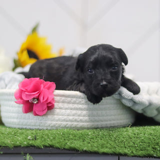 Renny - Available 11/12