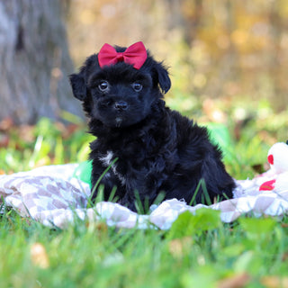 Renny - Available 11/12