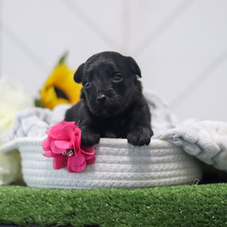 Renny - Available 11/12