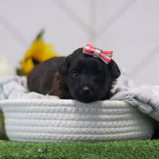 Rosie - Available 11/12