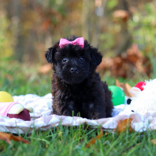 Rosie - Available 11/12