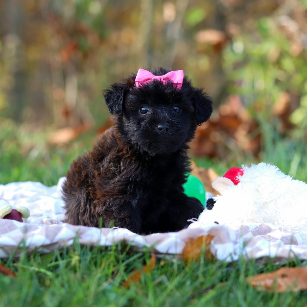 Rosie - Available 11/12