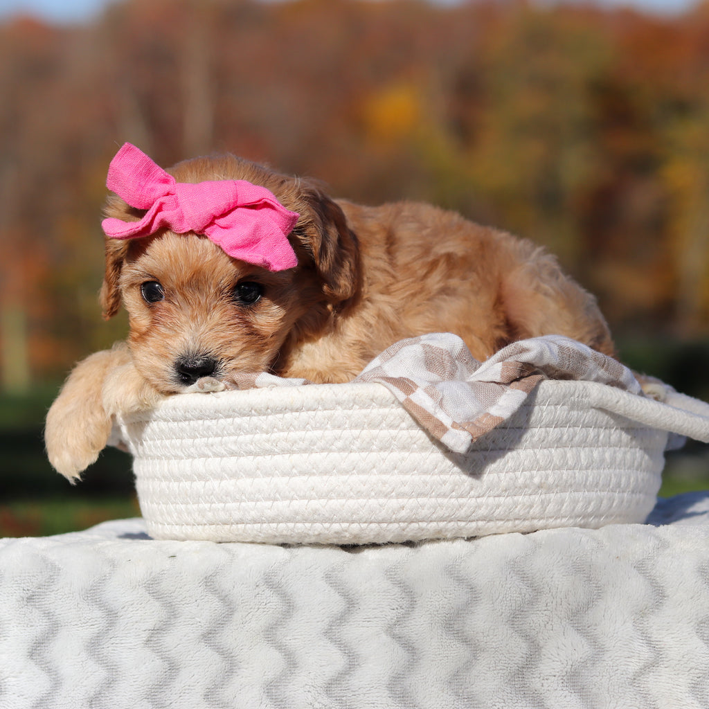 Lexi - Available 11/25