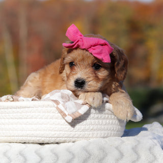 Lexi - Available 11/25