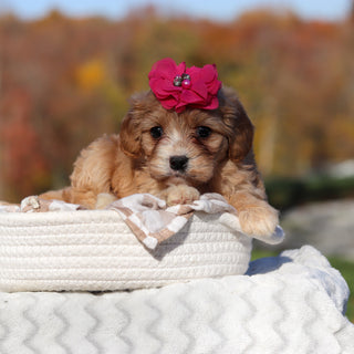 Lassie - Available 11/25