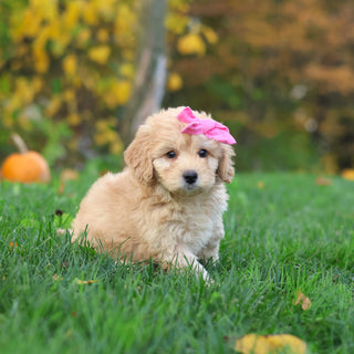 Helen - Available 10/29