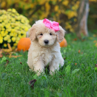 Haley - Available 10/29