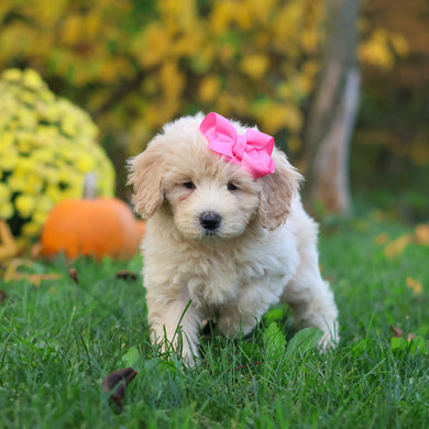Haley - Available 10/29